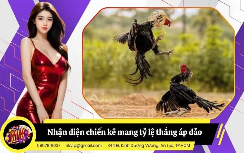 Bí kíp nhận diện chiến kê mang tỷ lệ thắng áp đảo