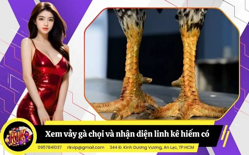 Bí quyết xem vảy gà chọi và nhận diện linh kê hiếm có