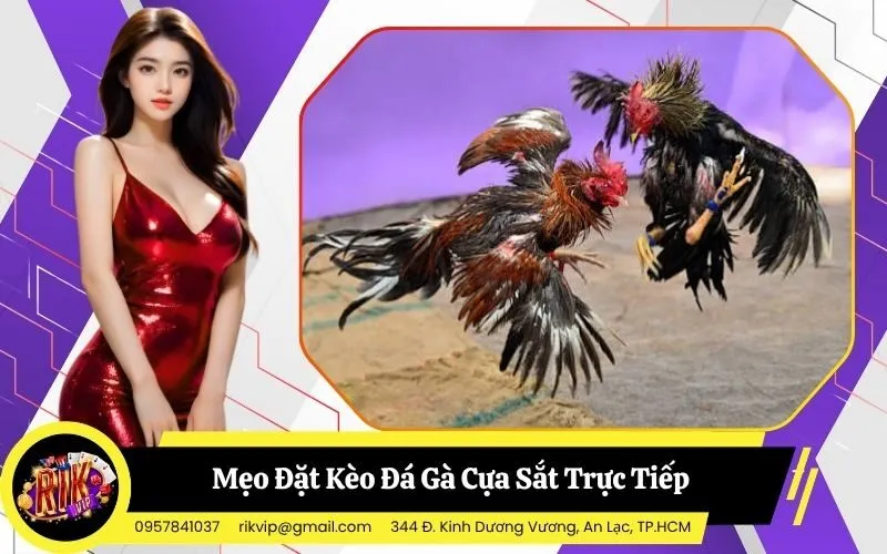 Đá Gà Cựa Sắt