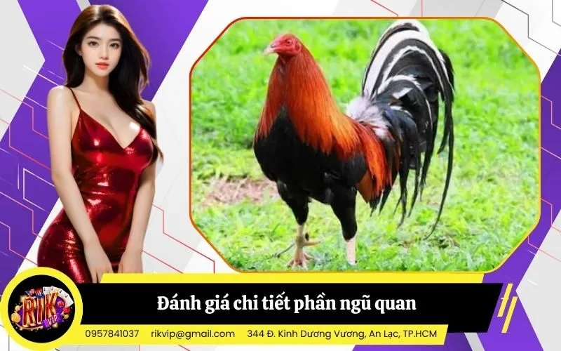 Đánh giá chi tiết phần ngũ quan Đầu, mặt và mắt gà chọi
