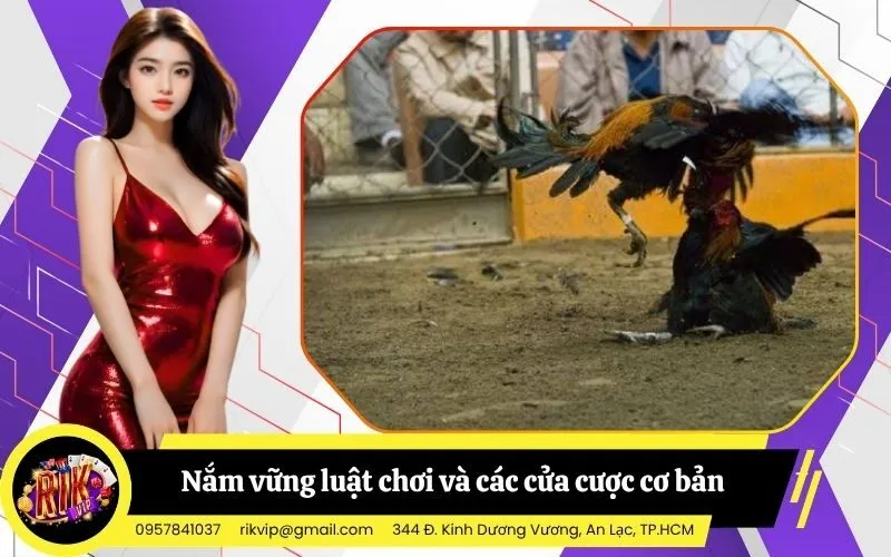 Nắm vững luật chơi và các cửa cược cơ bản tại trường gà chuyên nghiệp
