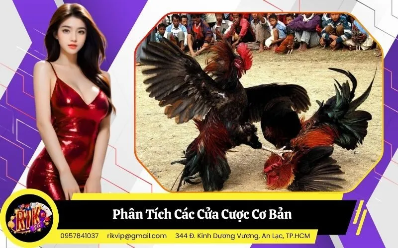 Phân Tích Các Cửa Cược Cơ Bản Trong Một Trận Đấu Tại Sới Gà