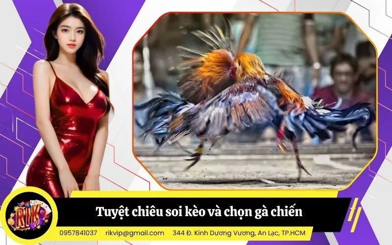 Tuyệt chiêu soi kèo và chọn gà chiến bách phát bách trúng