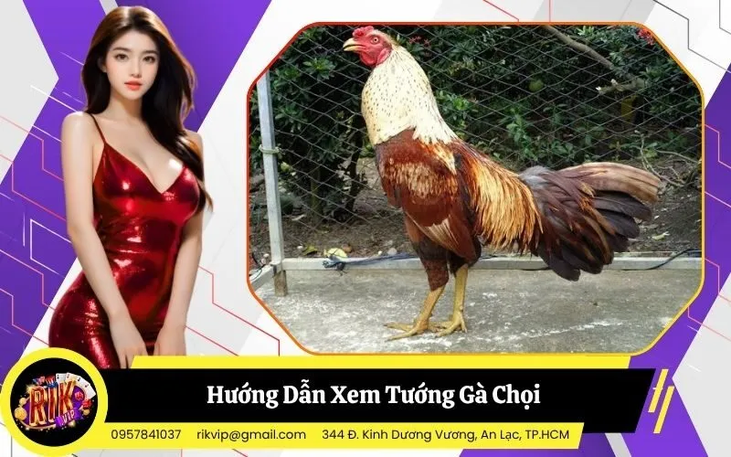 Xem Tướng Gà Chọi